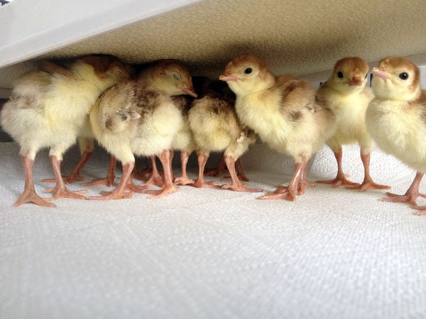 Sweeter Heater Coop u0026 Brooder Heater (4 sizes) - My Pet Chicken