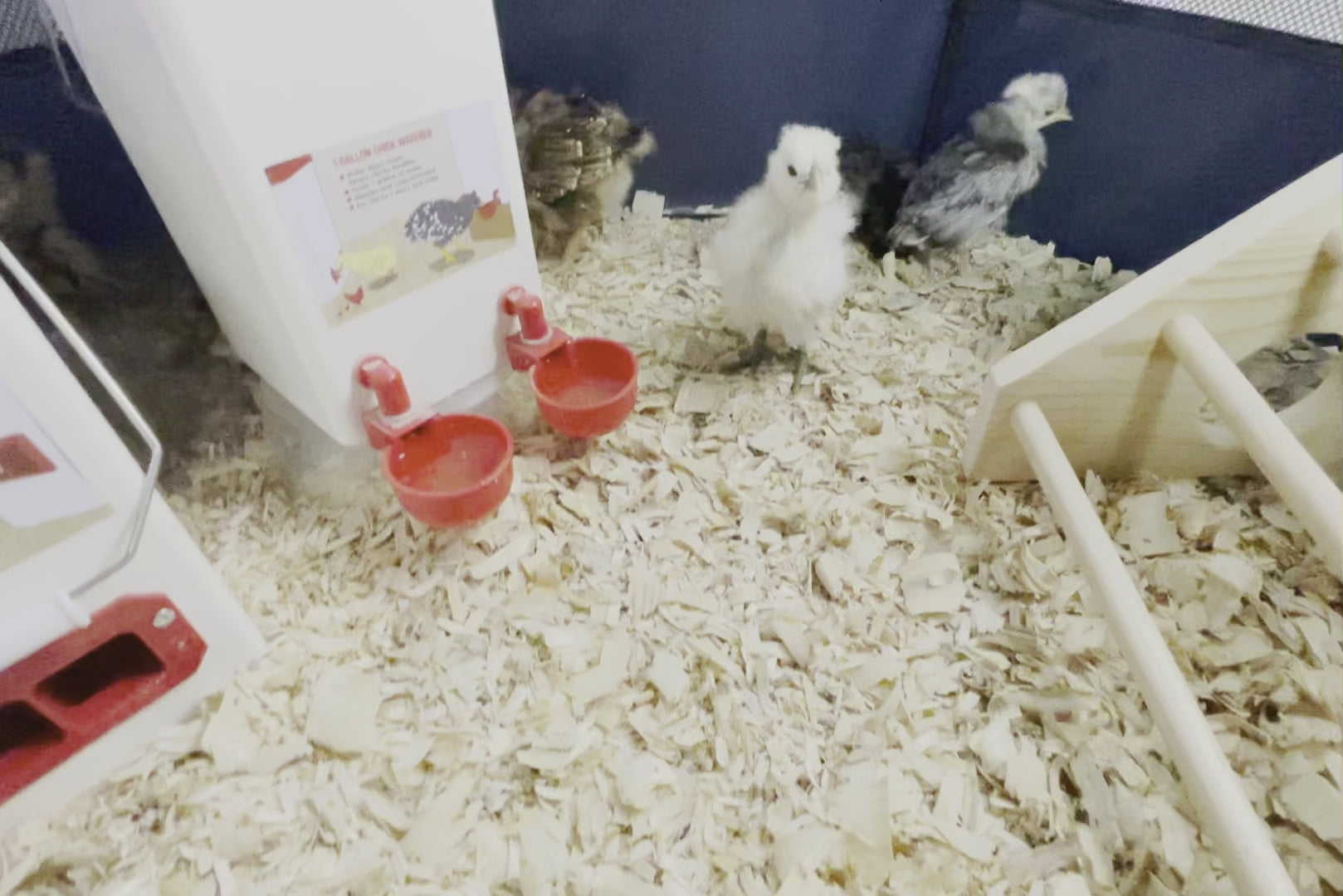 ペーターページ*°｜D.N.Aペンラポーチ×3 My Pet Chicken Hen Pen Pop-Up Brooder - My Pet Chicken