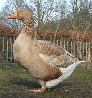 Goslings: Buff