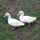 Ducklings: White Duclair