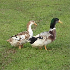 Ducklings: Silver Appleyard