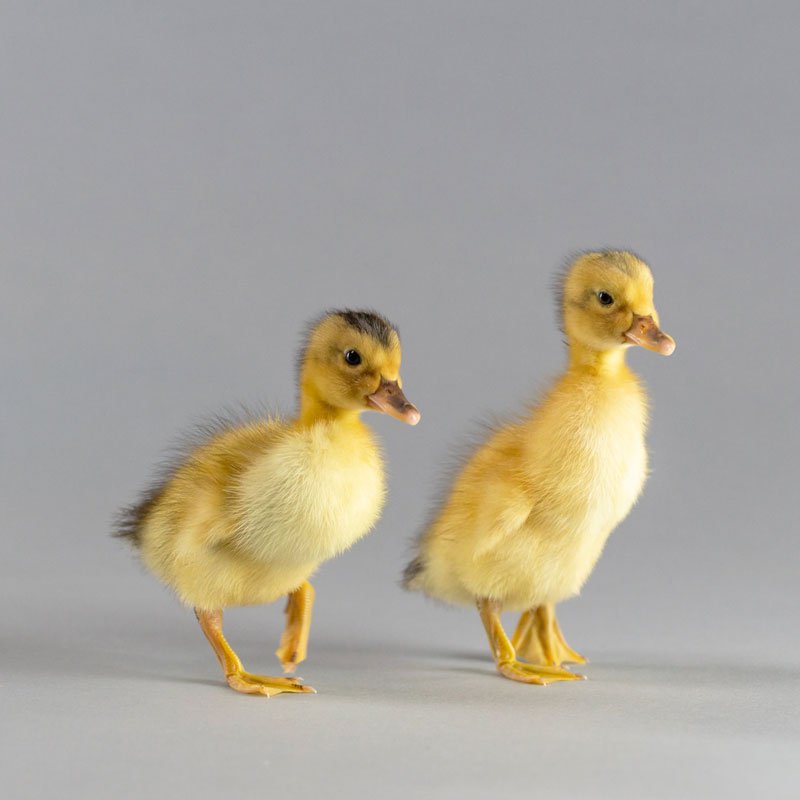 Ducklings: Silver Appleyard