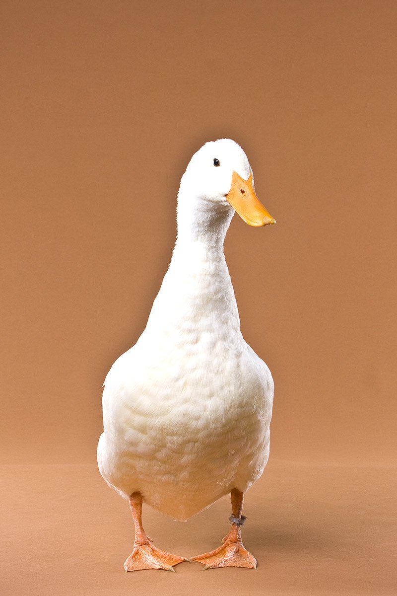 Ducklings: Pekin
