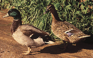 Ducklings: Mallard