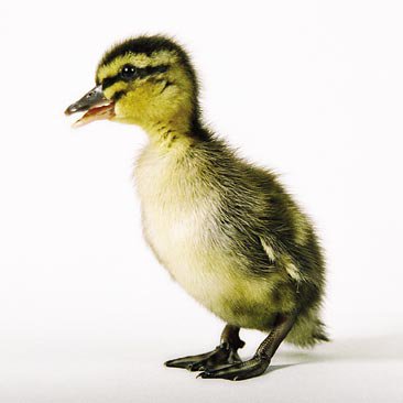 Ducklings: Mallard