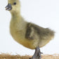Goslings: Toulouse