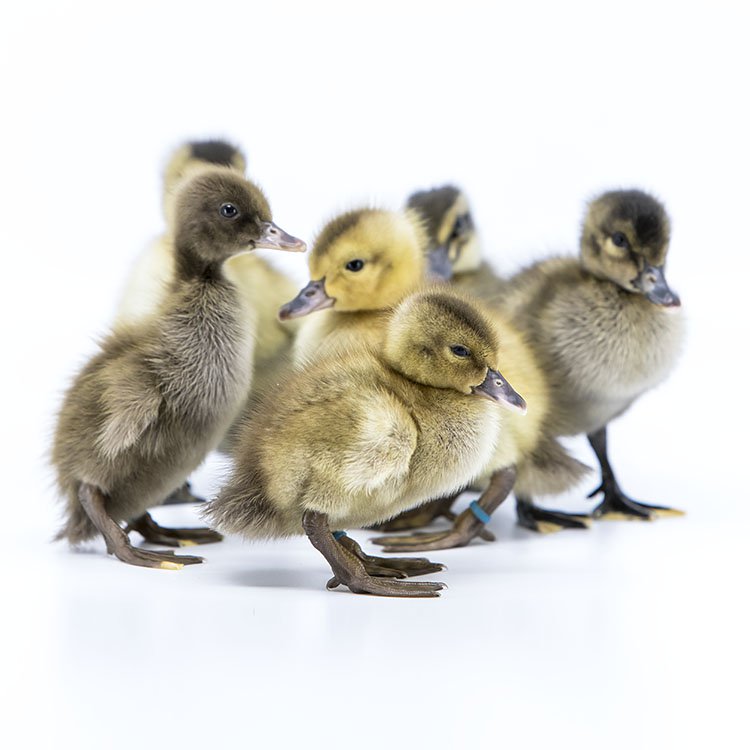 Ducklings: Golden 300 Hybrid Layer Duck