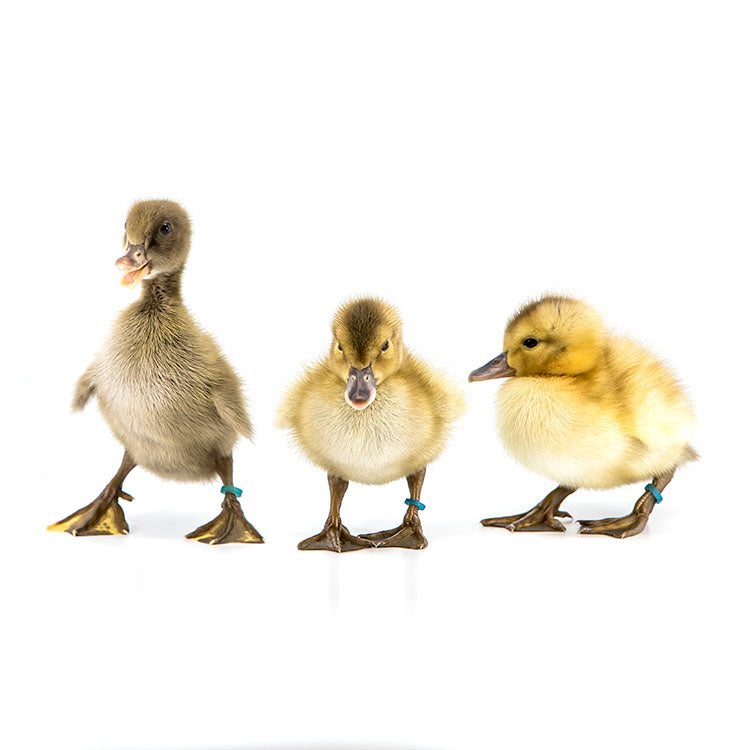 Ducklings: Golden 300 Hybrid Layer Duck