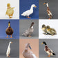 Ducklings: Assorted