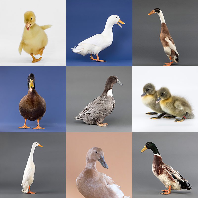Ducklings: Mystery Duckling from Our Assortment