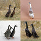 Ducklings: Runner Assortment
