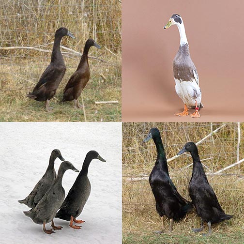 Ducklings: Mystery Duckling from Our Runner Assortment
