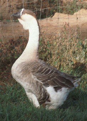 Goslings: Super African