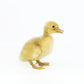 Ducklings: Jumbo Pekin
