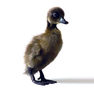 Ducklings: Blue Runner