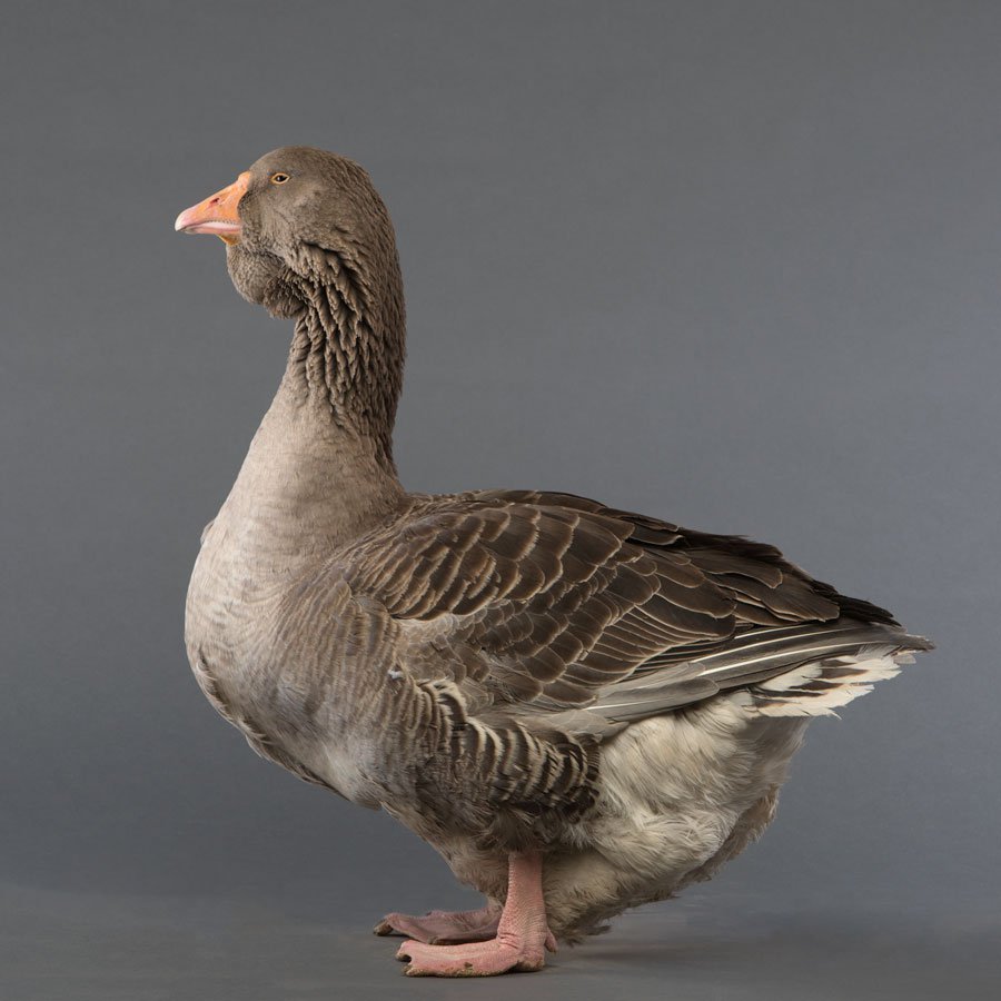 Goslings: Large Dewlap Toulouse