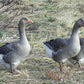 Goslings: French Toulouse