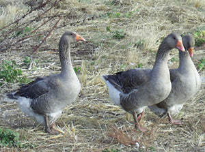 Goslings: French Toulouse