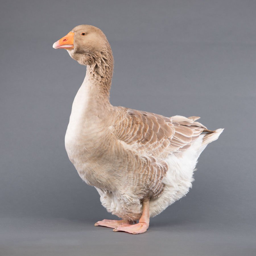 Goslings: Buff Toulouse