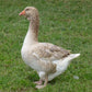 Goslings: Buff Toulouse