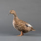 Ducklings: Welsh Harlequin
