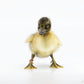Ducklings: Welsh Harlequin