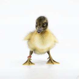 Ducklings: Welsh Harlequin - My Pet Chicken