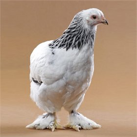Light Brahma chicken