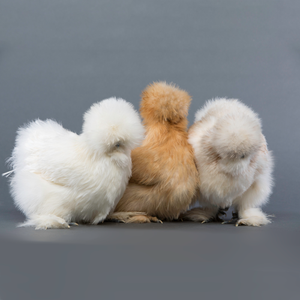 Silkie chickens 2024 for sale nj