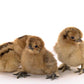 Baby Chicks: Silkie Bantam Assortment