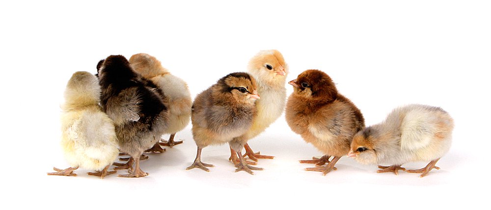 Easter Egger chicks