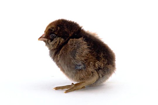 Easter Egger chick