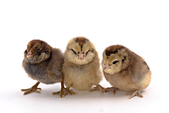 Easter Egger chicks