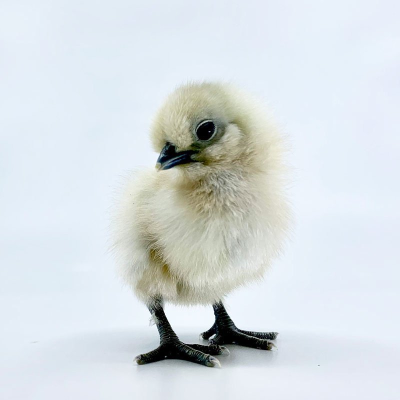 Baby Chicks: Silked White Easter Eggers