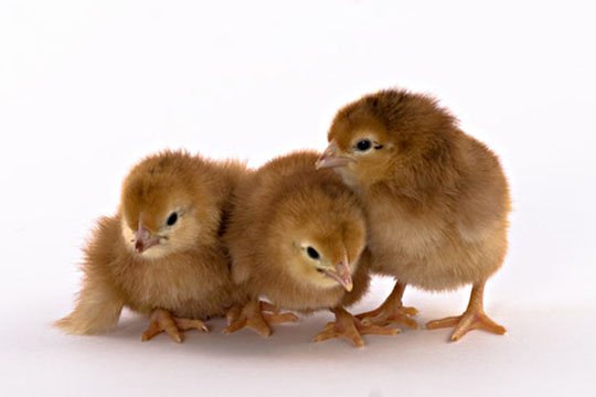 Baby Chicks: Rhode Island Red