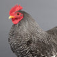 Barred Plymouth Rock bantam chicken