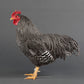 Barred Plymouth Rock bantam rooster