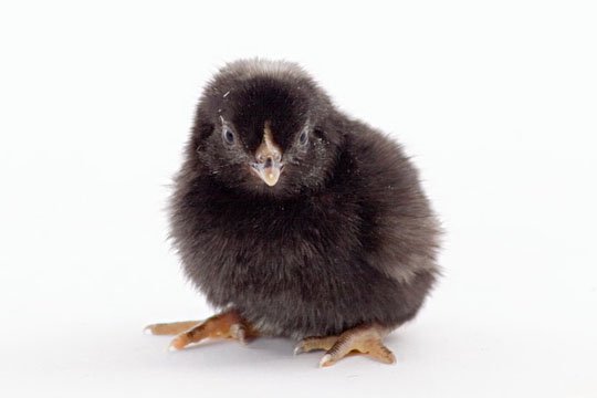 Barred Plymouth Rock bantam baby chick