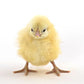 Baby Chicks: White Plymouth Rock