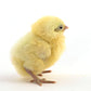 Baby Chicks: White Plymouth Rock