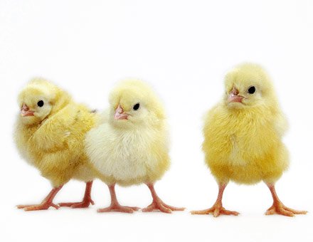 Austra White chicks 