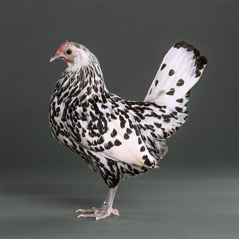 Silver Spangled Hamburg chicken 