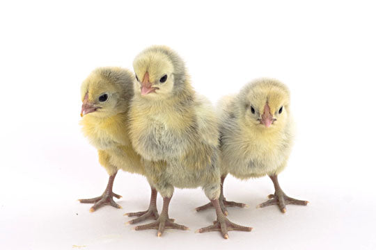 Spangled Chicken Feathers