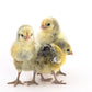 Baby Chicks: Silver Spangled Hamburg
