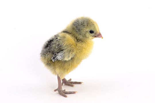 Baby Chicks: Silver Spangled Hamburg