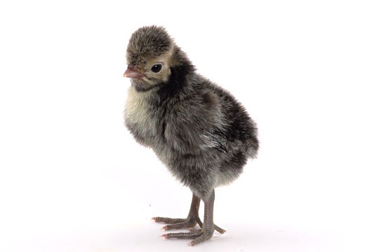 Baby Chicks: Silver Laced Polish