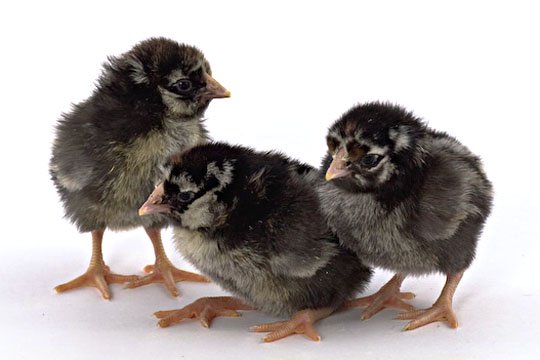 Baby Chicks: Silver Laced Wyandotte