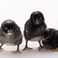 Barred Plymouth Rock baby chicks