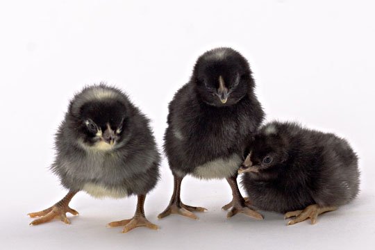 Barred Plymouth Rock baby chicks