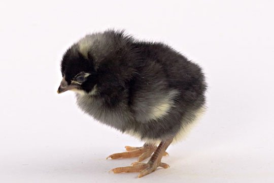 Barred Plymouth Rock baby chick facing sideways